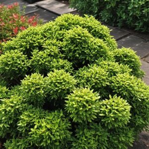 Small Shrubs