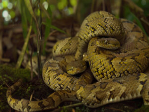 Snake Massive Burmese Pythons