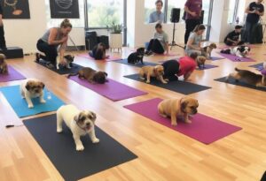 Puppy Yoga Sessions at Prop X Event Raise Concerns